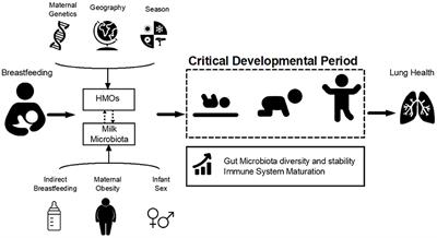 The Prebiotic and Probiotic Properties of Human Milk: Implications for Infant Immune Development and Pediatric Asthma